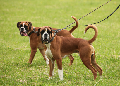 couple of boxer breed dogs walking outside on the green grass